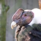  Un muchacho que recorría la zona dio la señal de alerta a la Fundación Cóndor Andino del Ecuador. Se investiga el hecho.  