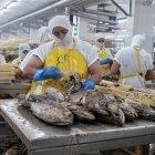  La poca información nutricional de los desechos del pescado arroja que estas partes pueden llegar a contener niveles muy elevados de micronutrientes esenciales. 