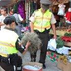  La Policía desplegó un operativo para evitar el comercio ilegal de esta especie. 