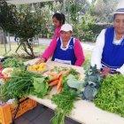  Su consumo puede ser variado. Se advierte desinfectar las hortalizas antes de prepararlas.  