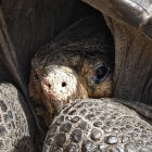  Un ejemplar de la tortuga gigante de Galápagos Chelonoidis phantasticus, que se creía extinta hace aproximadamente un siglo, se ve en el Parque Nacional Galápagos en la Isla Santa Cruz. 