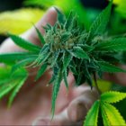  El pleno de la Asamblea Nacional aprobó el pasado martes 17 de septiembre de 2019 la legalización del uso y producción del cannabis para fines médicos. 