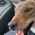  Pancho no presentó mejoras durante el tratamiento y falleció. 