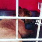  Alimento donado llegó con veneno, lo que causó la muerte de al menos 26 perros. 