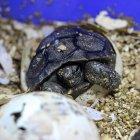  Los expertos controlaron durante un período de 3 meses la temperatura en la incubadora. 