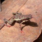  Se trata de un anfibio considerado en peligro de extinción y sorprende su localización en remanentes de bosque en esa ciudad ecuatoriana, indica la universidad Ikiam.  
