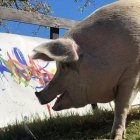  Las obras de arte de Pigcasso están valoradas entre los $500 y $4.000. El dinero ayuda a que la organización donde ella reside pueda continuar con su misión.  
