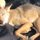  Pancho, el coyote, se encuentra en rehabilitación. Tenía una fractura en una de sus patas. 