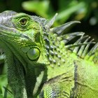  Imagen referencial. El aumento de la población de iguanas en este estado de la ‘Yoni’ está fuera de control. 