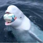  El cetáceo atrapaba la pelota y se la devolvía a un grupo de aficionados que se transportaban en un bote. 