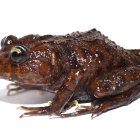  Fotografía facilitada por el Departamento de Herpetología del Museo de Zoología de la Universidad del Azuay de una nueva especie de anfibio de cabeza prominente. 