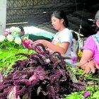  Según los sabios, los ancestros no utilizaban a los médicos, se curaban con el poder de las plantas. 