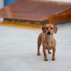  El perrito estuvo 7 días con el cadáver de su dueño. 