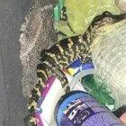  El caimán estaba escondido en los pantalones de la mujer.  