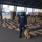  Fue el agente canino, Pac, halló la droga en las cajas con banano. 