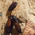  El chico dejaba comida cerca de su cama mientras dormía.  