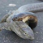  Serpiente intentar comerse a un dragón de komodo. 