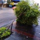  En diversos sectores de la ciudad se ha registrado la caída de árboles por las intensas precipitaciones. 