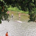  El mamífero fue visto ayer en el sector El Palmar de Babahoyo y la comunidad alertó a las autoridades. 