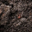  La hormiga tiene un alto valor proteico, según los habitantes del estado de Chiapas. 