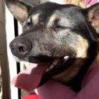  El animal fue rescatado por los vecinos que observaron el aberrante acto. 