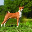  A pesar de que los perros de raza basenji no pueden ladrar, son capaces de emitir sonidos suaves. 