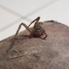 'Peggy' le debe la vida a Elina, una joven que en lugar de matarla le ayudó a recuperar sus extremidades.