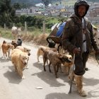 Salvador Naula camina con sus perros hacia la ciudad en busca de alimentos.