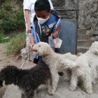 Borracha, Enano, Papis, Bolita, Topi, Bolo, Nena, Saya y Gudis son sus perros