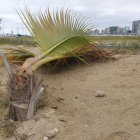 Más de una docena de plantas ornamentales fueron destruidas.