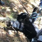 El animal fue brutalmente agredido por los comuneros de Pesillo.