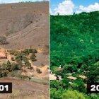  Así luce el bosque 20 años después.  