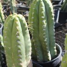  El cactus es conocido como San Pedro. 