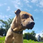  Homenaje a los caídos. Un atentado múltiple, que acabó con la vida de 32 canes, conmocionó al país; hubo seis que se salvaron y aquí están sus historias 