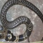  Una cobra de dos cabezas es venerada por pobladores de una localidad de India.  