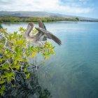  El pelícano de Galápagos es una subespecie del pelícano pardo, que habita en varios países de América. 