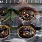  Los efectos del cannabis dependen de diversos factores, entre ellos, el metabolismo de la persona.  