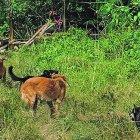  Unas tres familias han sufrido la desaparición de sus mascotas en esta localidad. 