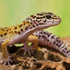  El gecko leopardo. Había 20 de ellos entre los animales que fueron rescatados. 