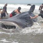  Con sogas amarradas a varias embarcaciones, los pescadores remolcaron mar adentro a la especie. La acción duróuna hora y media. 