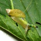  El caracol ’zombie’ es infectado por un parásito que controla su cuerpo. 