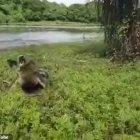  El cocodrilo cuando salió del arroyo para perseguir al “ladrón” de comida. 