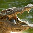  El cocodrilo le mordió la pierna a la niña de 12 años, pero no logró arrastrarla al agua.  