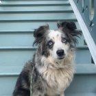  Para buscarlo, incluso alquiló una avioneta y abrió un página web. 