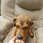  En un primer momento, la mujer no conseguía que el animal se moviera. No quería dejar su sillón. Pero le dio comida y bebida y se ganó la confianza del can. 