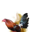  A los gallos de pelea les quitan la cresta, barbilla, orejillas y las plumas de los muslos y la rabadilla para que luzcan hermosos. 