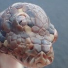  La pitón fue hallada en Australia por un guardabosques, pero falleció un mes después.  