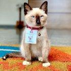  El gato León cuenta con más de 38 mil seguidores en Instagram. 