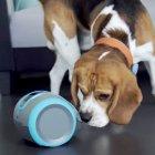  Los fabricantes de tecnología se han propuesto mejorar la interacción y calidad de vida de nuestros amigos más fieles. 