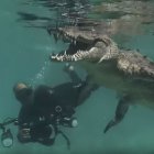  El cocodrilo americano tiene la mordida más fuerte del planeta.  